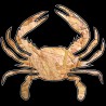 Shore Redneck OSB Wood Crab Decal