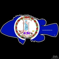 Shore Redneck VA Tautog Decal